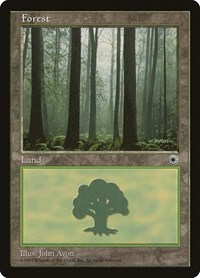 Forest (Ferns on Ground), Portal