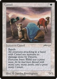 Camel, Arabian Nights